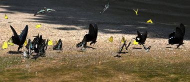 Ma da dong nai ormanında kelebek mevsimi