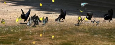 Ma da dong nai ormanında kelebek mevsimi