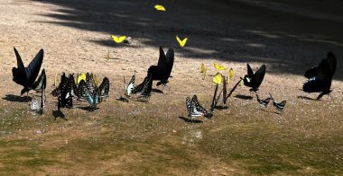 Ma da dong nai ormanında kelebek mevsimi