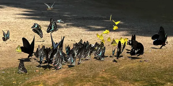 Ma da dong nai ormanında kelebek mevsimi