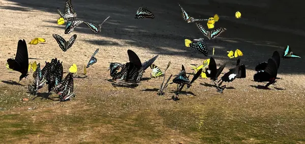 Ma da dong nai ormanında kelebek mevsimi