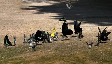 Ma da dong nai ormanında kelebek mevsimi