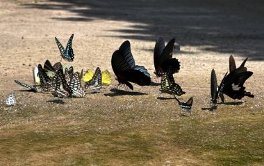 Ma da dong nai ormanında kelebek mevsimi