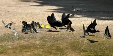 Ma da dong nai ormanında kelebek mevsimi