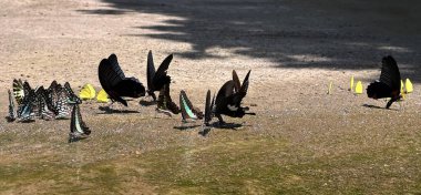 Ma da dong nai ormanında kelebek mevsimi