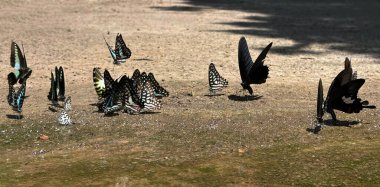 Ma da dong nai ormanında kelebek mevsimi