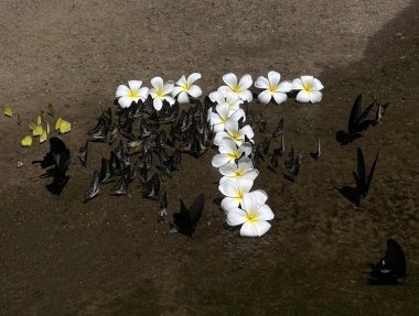 Yol kenarında yabani kelebekler ve kır çiçekleri