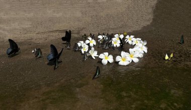 Yol kenarında yabani kelebekler ve kır çiçekleri