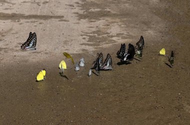 Ma Da ormanında kelebek mevsimi