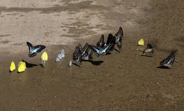 Ma Da ormanında kelebek mevsimi