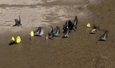 Ma Da ormanında kelebek mevsimi