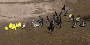 Ma Da ormanında kelebek mevsimi