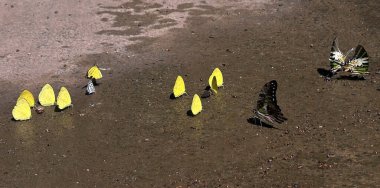 Ma Da ormanında kelebek mevsimi