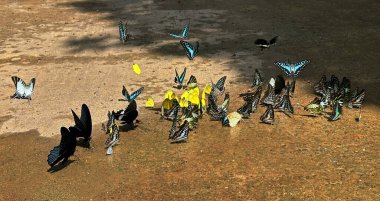 Ma Da ormanında kelebek mevsimi