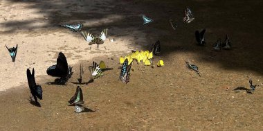 Ma Da ormanında kelebek mevsimi