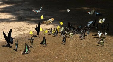 Ma Da ormanında kelebek mevsimi