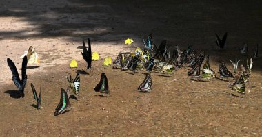 Ma Da ormanında kelebek mevsimi