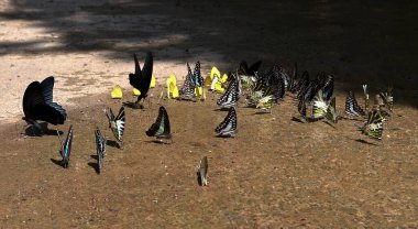 Ma Da ormanında kelebek mevsimi