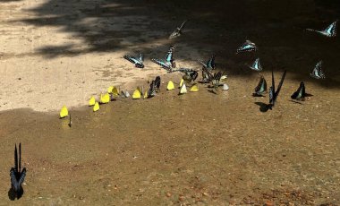 Ma Da ormanında kelebek mevsimi