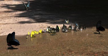 Ma Da ormanında kelebek mevsimi