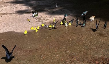 Ma Da ormanında kelebek mevsimi