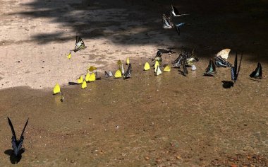 Ma Da ormanında kelebek mevsimi