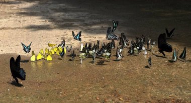 Ma Da ormanında kelebek mevsimi