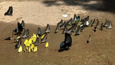 Ma Da ormanında kelebek mevsimi