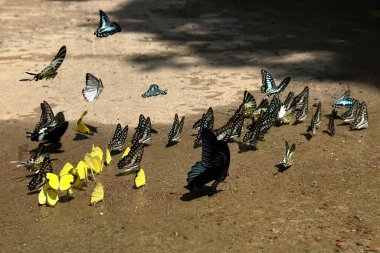 Ma Da ormanında kelebek mevsimi