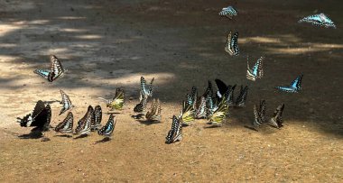 Ma Da ormanında kelebek mevsimi