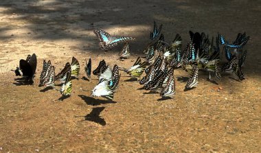 Ma Da ormanında kelebek mevsimi