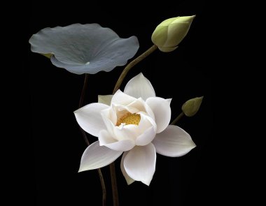 Güzel beyaz nilüfer çiçekleri mevsimi geri döndü..