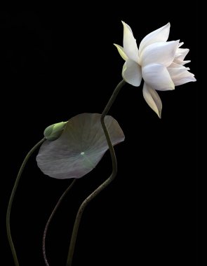 Beyaz Lotus 'un saf güzelliği