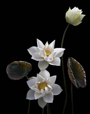 Güzel beyaz lotus mevsimi geri döndü.!