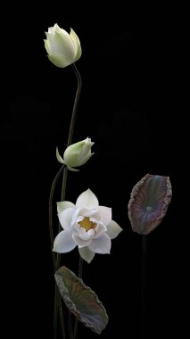 Beyaz Lotus 'un saf güzelliği