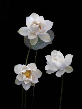 Beyaz Lotus 'un güzelliğinin tadını çıkar.