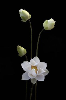 Beyaz Lotus 'un güzelliğinin tadını çıkar.