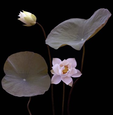 Beyaz Lotus 'un saf güzelliği karşısında şaşkına döndüm.