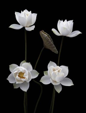 Beyaz Lotus 'un saf güzelliği karşısında şaşkına döndüm.