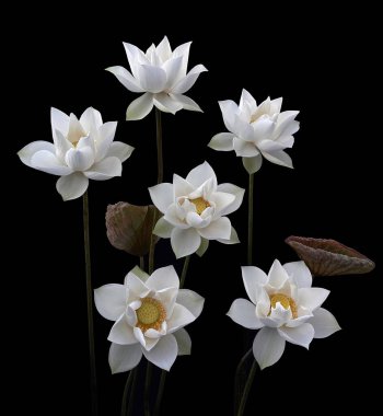 Beyaz Lotus 'un saf güzelliği karşısında şaşkına döndüm.