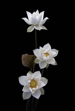 Bewildered by the pure beauty of white lotus clipart