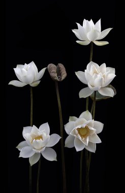 Beyaz Lotus 'un güzelliği karşısında şaşkına döndüm..