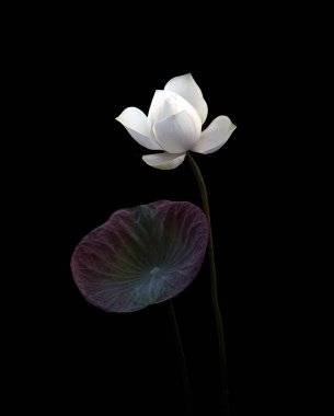 Beyaz Lotus 'un saf güzelliği karşısında şaşkına döndüm.