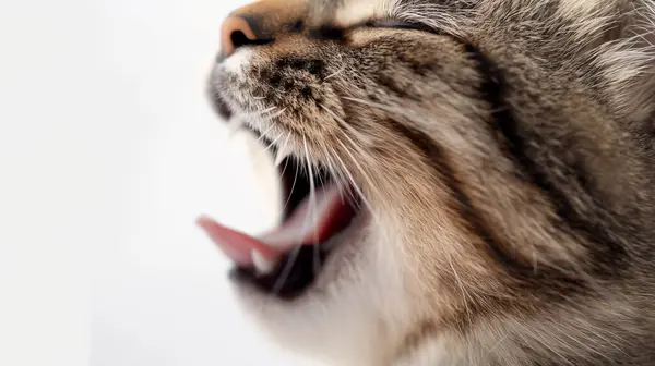 Close-up of a tabby cat\'s head with mouth open and teeth visible, on a white background.