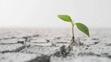 A young plant sprouting through cracked, dry earth, symbolizing hope and resilience. clipart