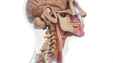 İnsan kafası ve boynunun anatomik modeli kasları, kemikleri ve beyin yapılarını gösteriyor..