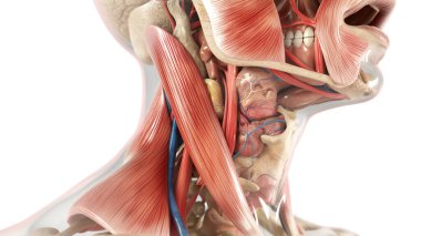 İnsan boyun kaslarının, arterlerin ve damarların detaylı anatomik modeli fizyolojinin karmaşıklığını gözler önüne seriyor..