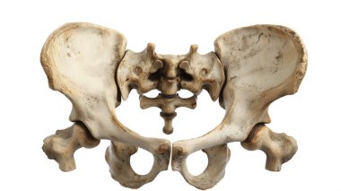 Pelvis bone isolated on a white background, showing detailed anatomy of human skeletal structure. clipart