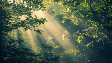 Güneş ışığı, sakin bir ormandaki yoğun yeşil yaprakların arasından süzülerek sakin ve büyüleyici bir atmosfer yaratır..