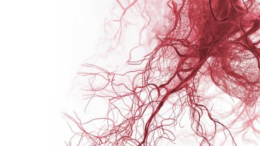 Kırmızı kan damarlarının yakın plan görüntülenmesi karmaşık bir şekilde birbirine dolanmış, beyaz arkaplan üzerine kurulmuş, dolaşım sisteminin karmaşıklığını vurguluyor.